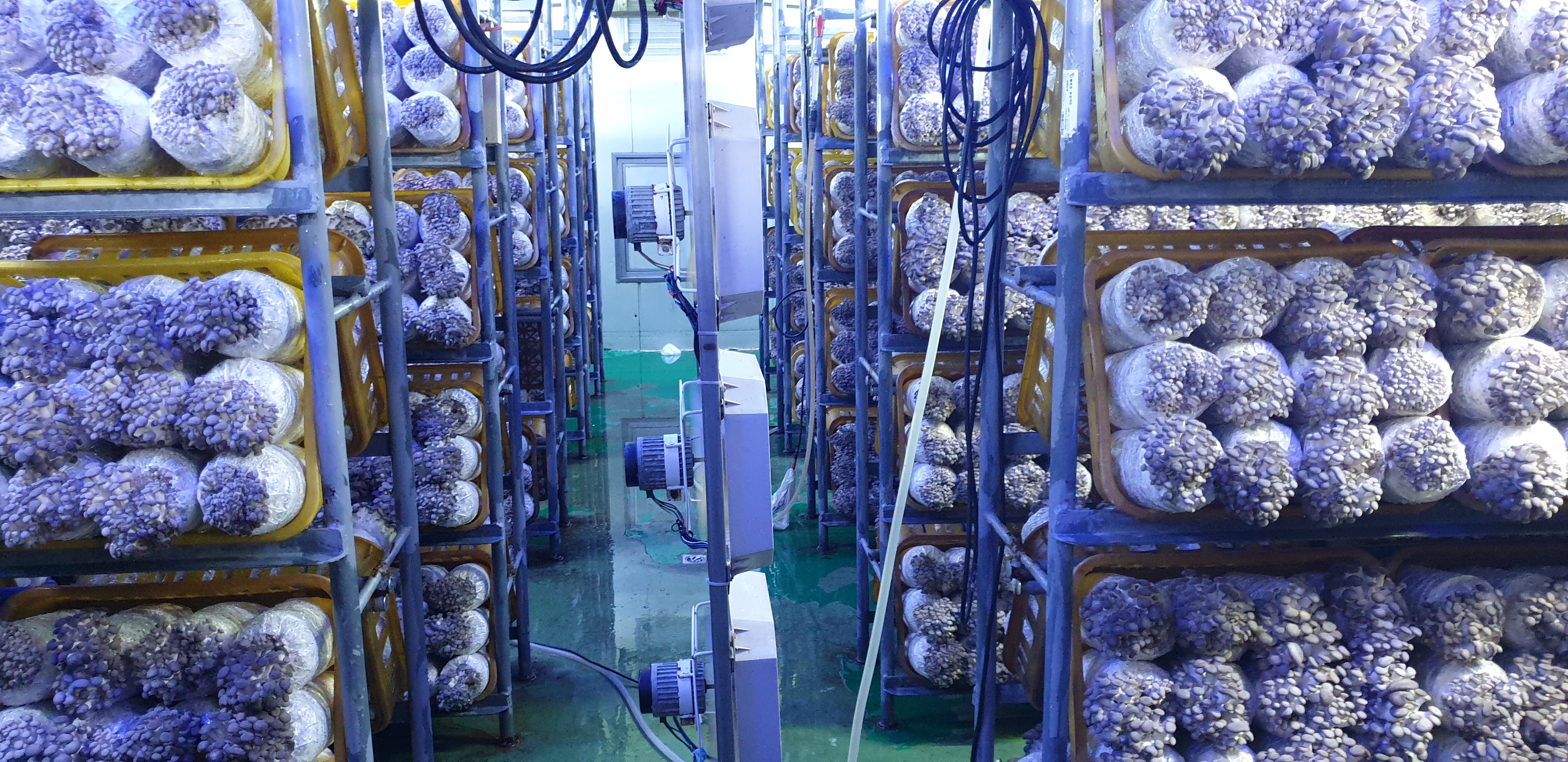 Fig.2 The whole environmental-controlled cultivation system of oyster mushroom cultivation.