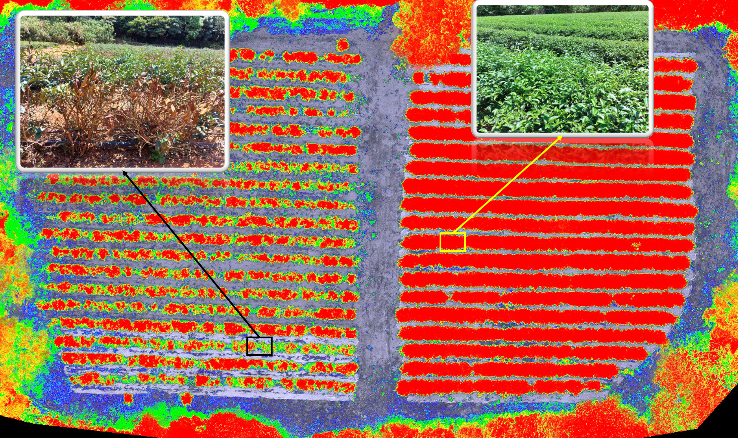 圖三、利用多光譜UAV拍攝茶園可明顯看出茶樹生長勢差異。