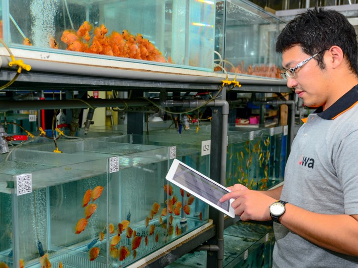 Fig.2 On-site confirmation of digital information on the production and sales of ornamental fish