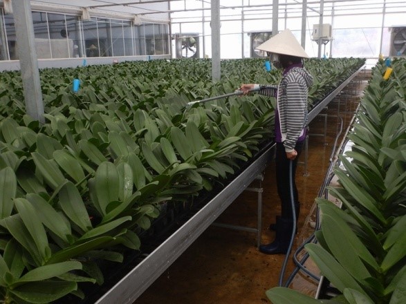Watering is a labor-intensive part of Phalaenopsis management.