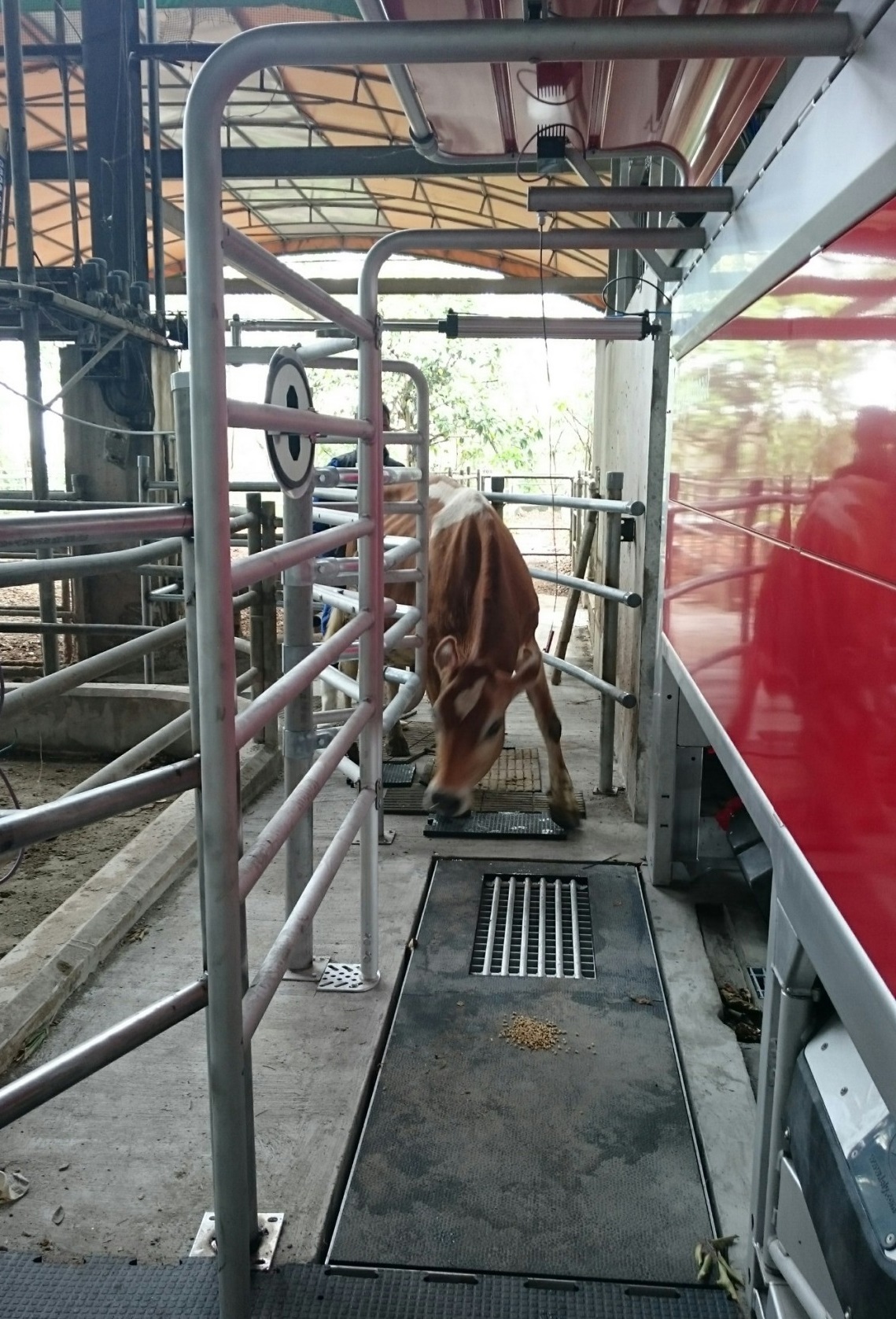 The milking channel has a built-in weighing scale incorporated. The integrated T4C software system constantly monitors the weight of the lactating cows