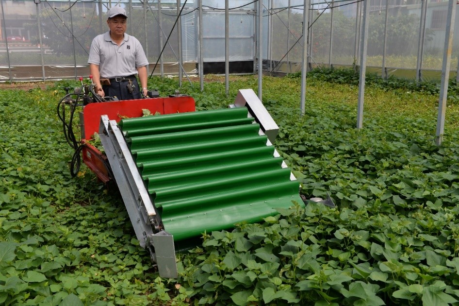 Electric leafy vegetable bulk harvester