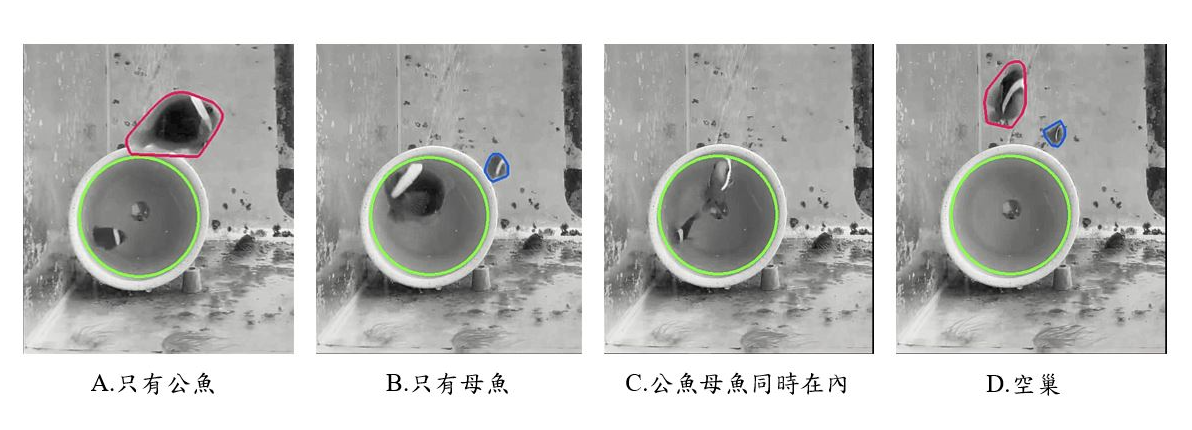 圖3、海葵魚進行生殖行為影像記錄