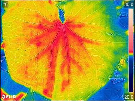 圖三、小胡瓜葉片之熱影像溫度分佈情形