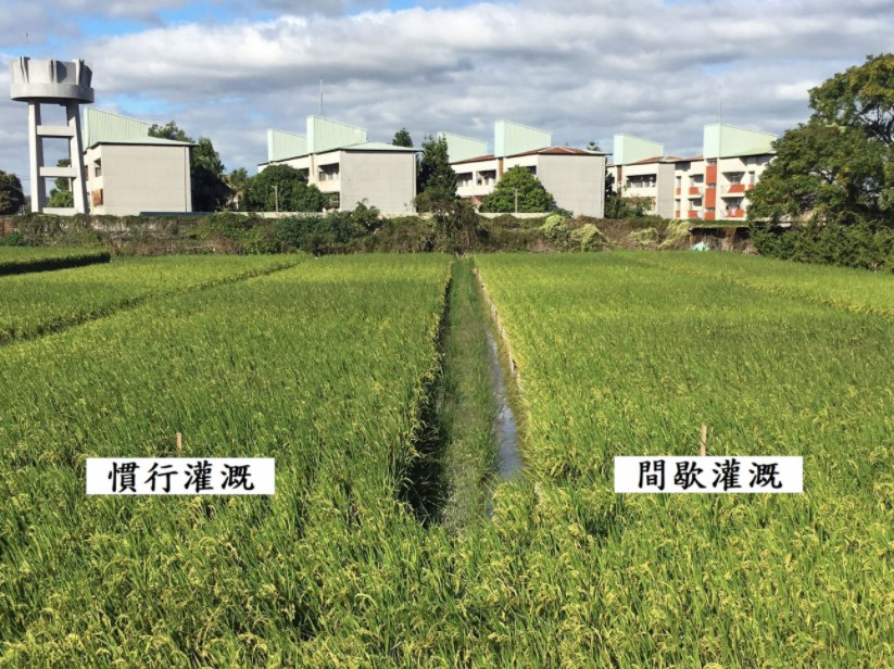 間歇灌溉模式(右)與慣行灌溉模式(左)田間生育情形相近