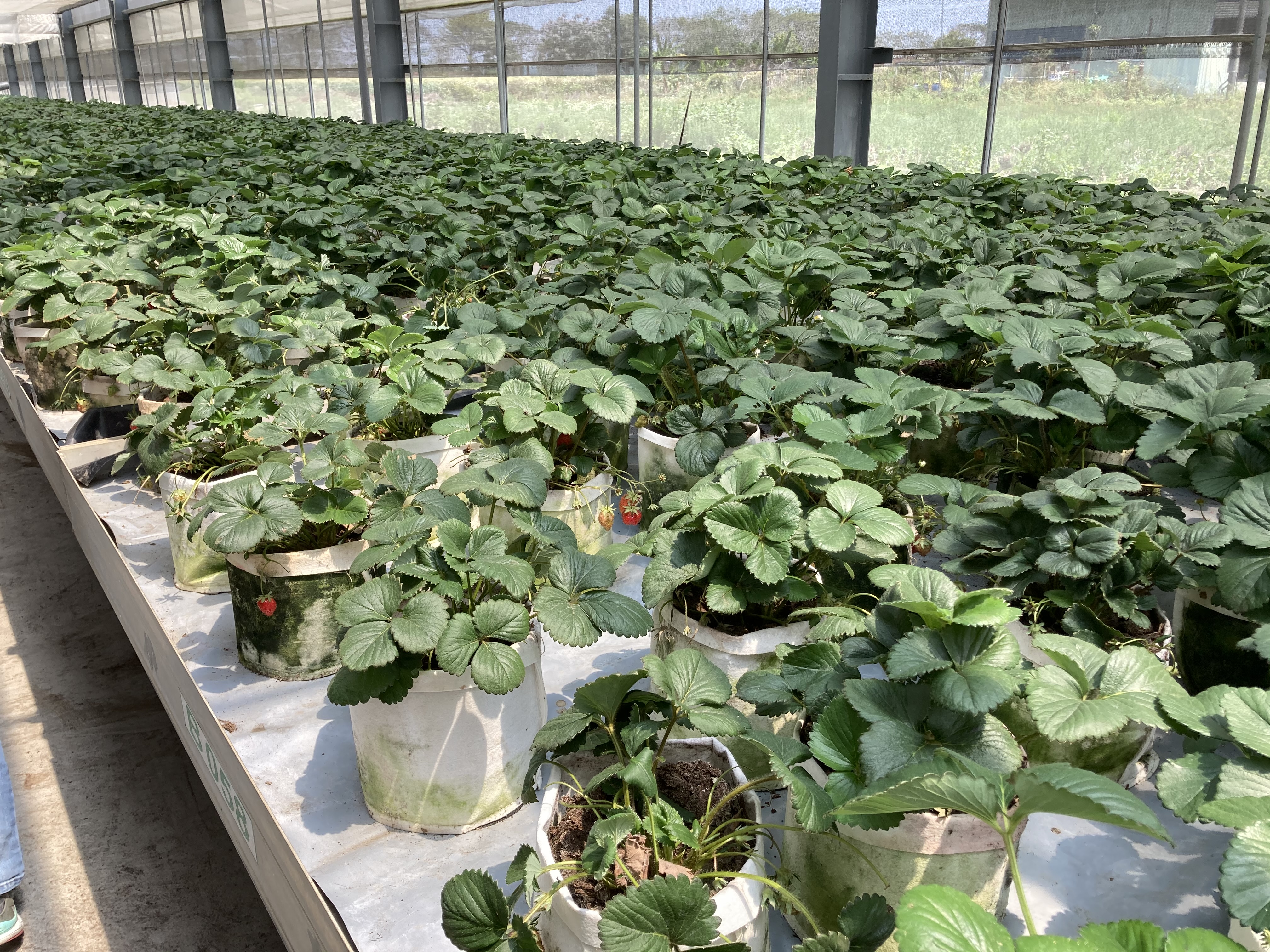 圖三_設施草莓栽培技術導入產業增加栽培穩定性