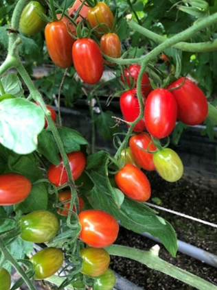 圖2、適時灌溉驅動裝置於番茄農場試驗效果優異。