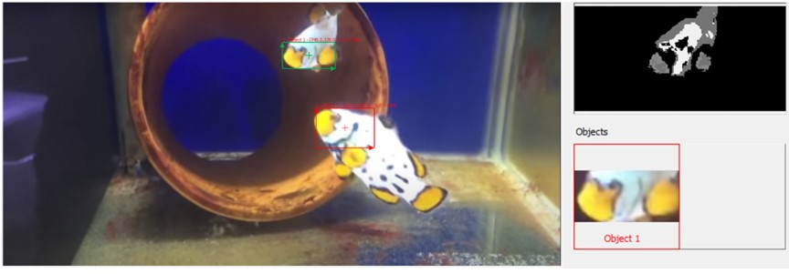 圖3、利用影像辨識特徵標定及影像二階化來分辨個體魚隻進行行為偵測。