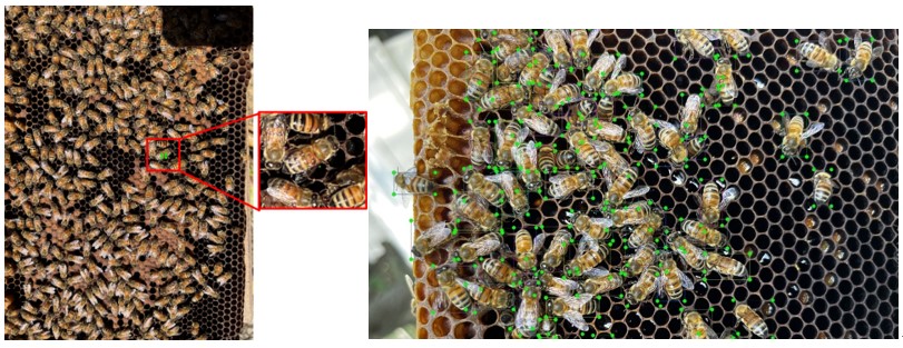 圖1	蜂蟹蟎標示與蜜蜂標示