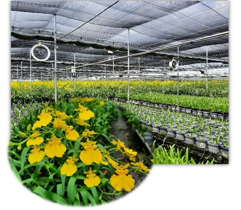 Oncidium blooming in Greenhouse