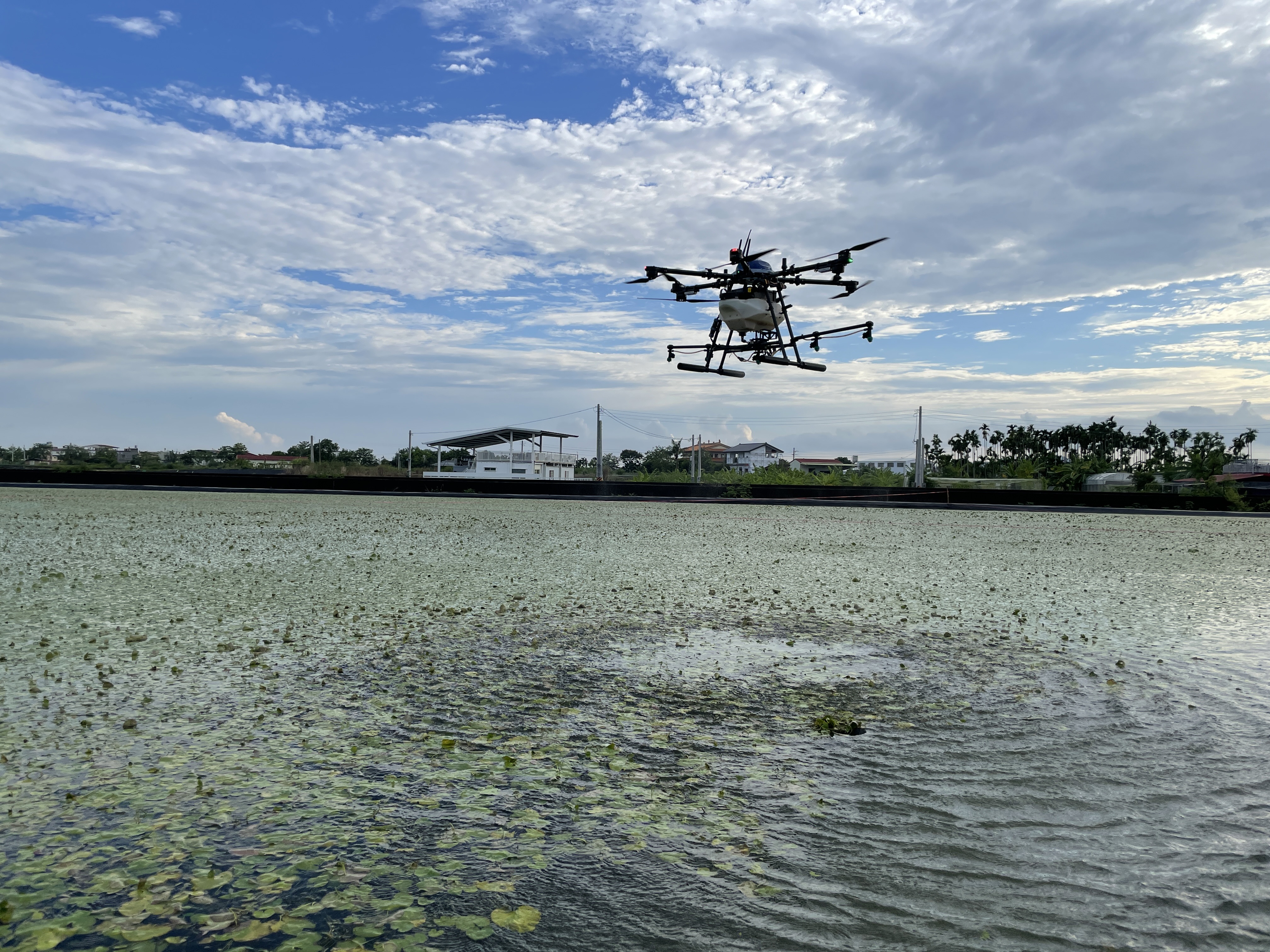 圖一、無人機於水蓮作物精準施藥技術應用無人機於水蓮田區噴施蘇力菌之情形。