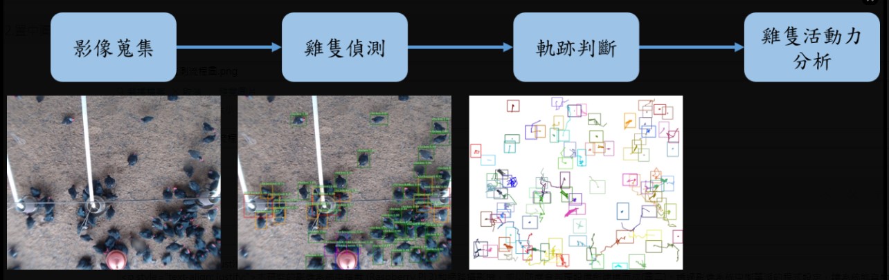 圖一、雞隻活動力監測流程圖