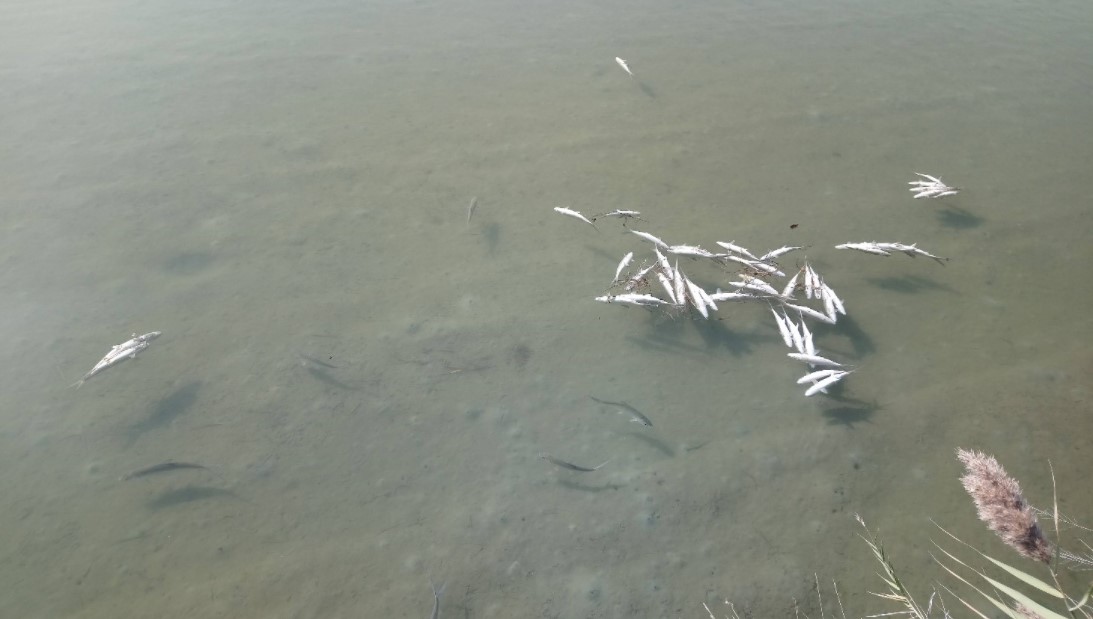 圖1、災損現場魚體漂浮狀況