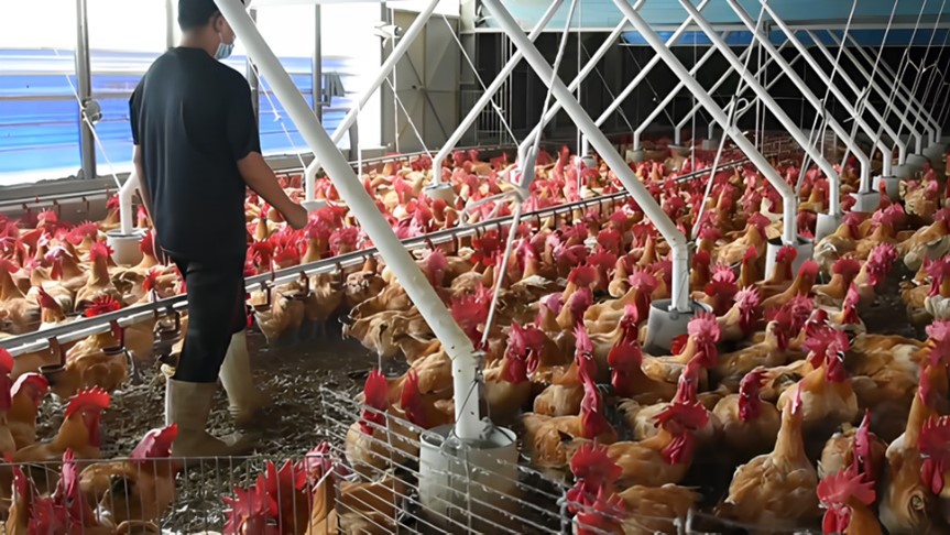 Fig.1. A breeder observing and disturbing the poultry to let them move around in a poultry house