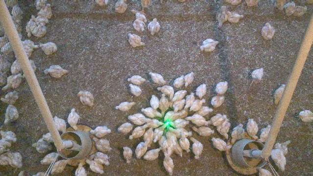 Fig.3. A flock of chickens disturbed by light beams (in the shape of a fixed point).