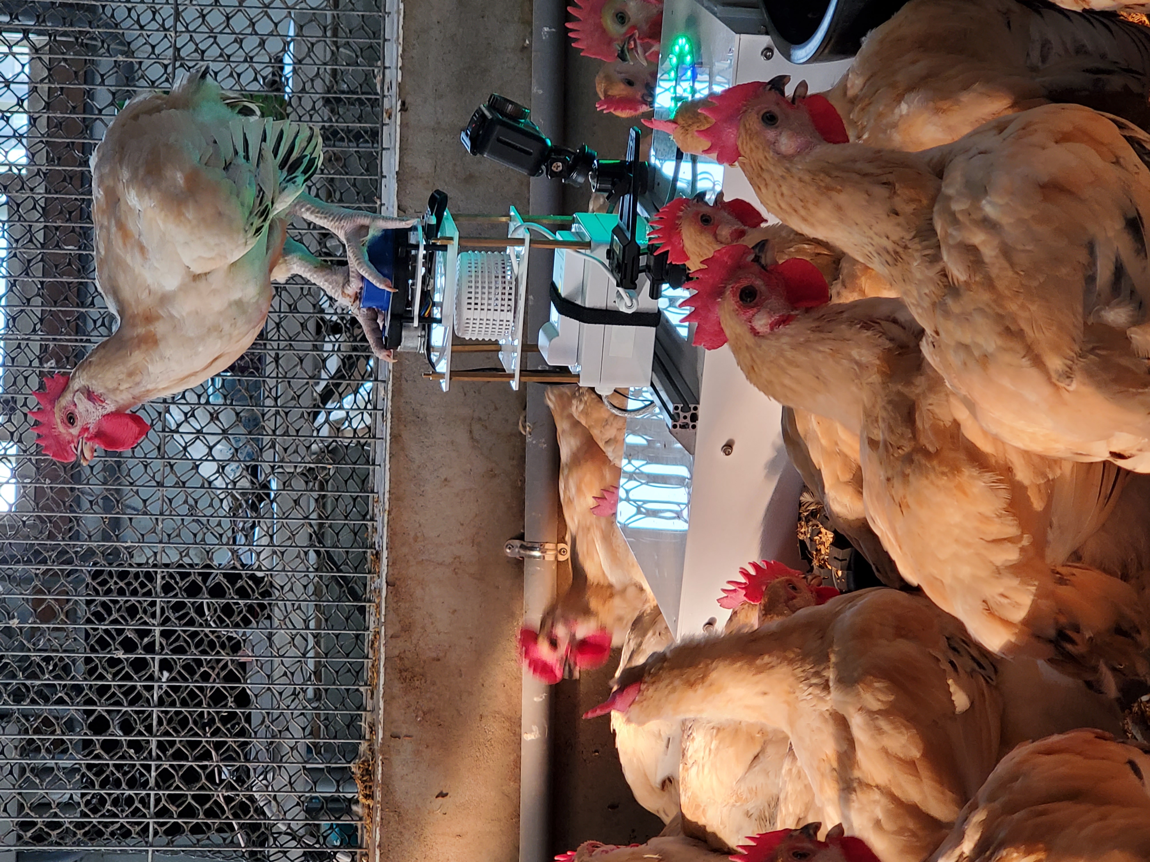 Fig.5. Interaction between chickens and the robot.
