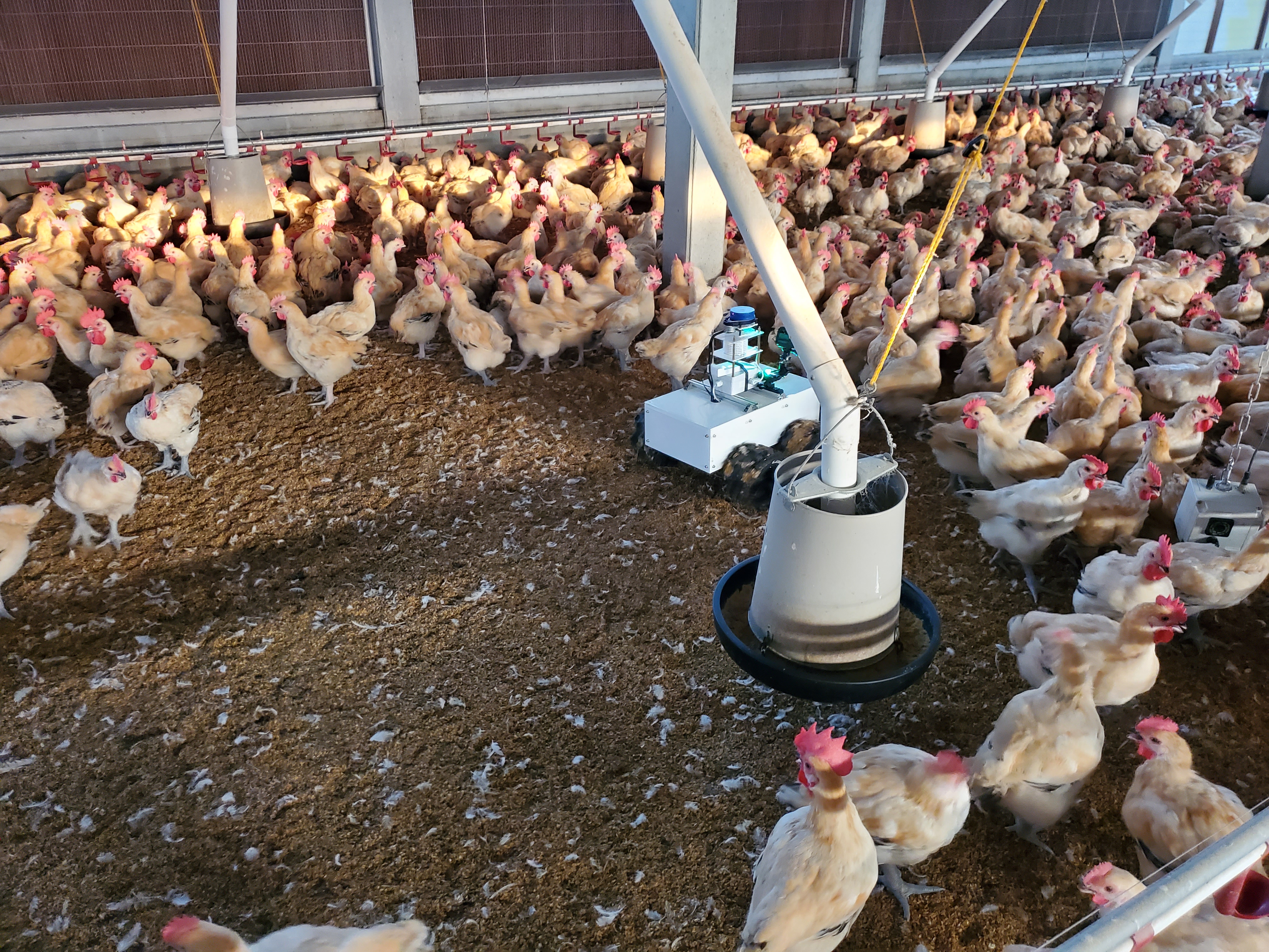 Fig.2. A photo of a robot patrolling autonomously in a chicken coop (II).