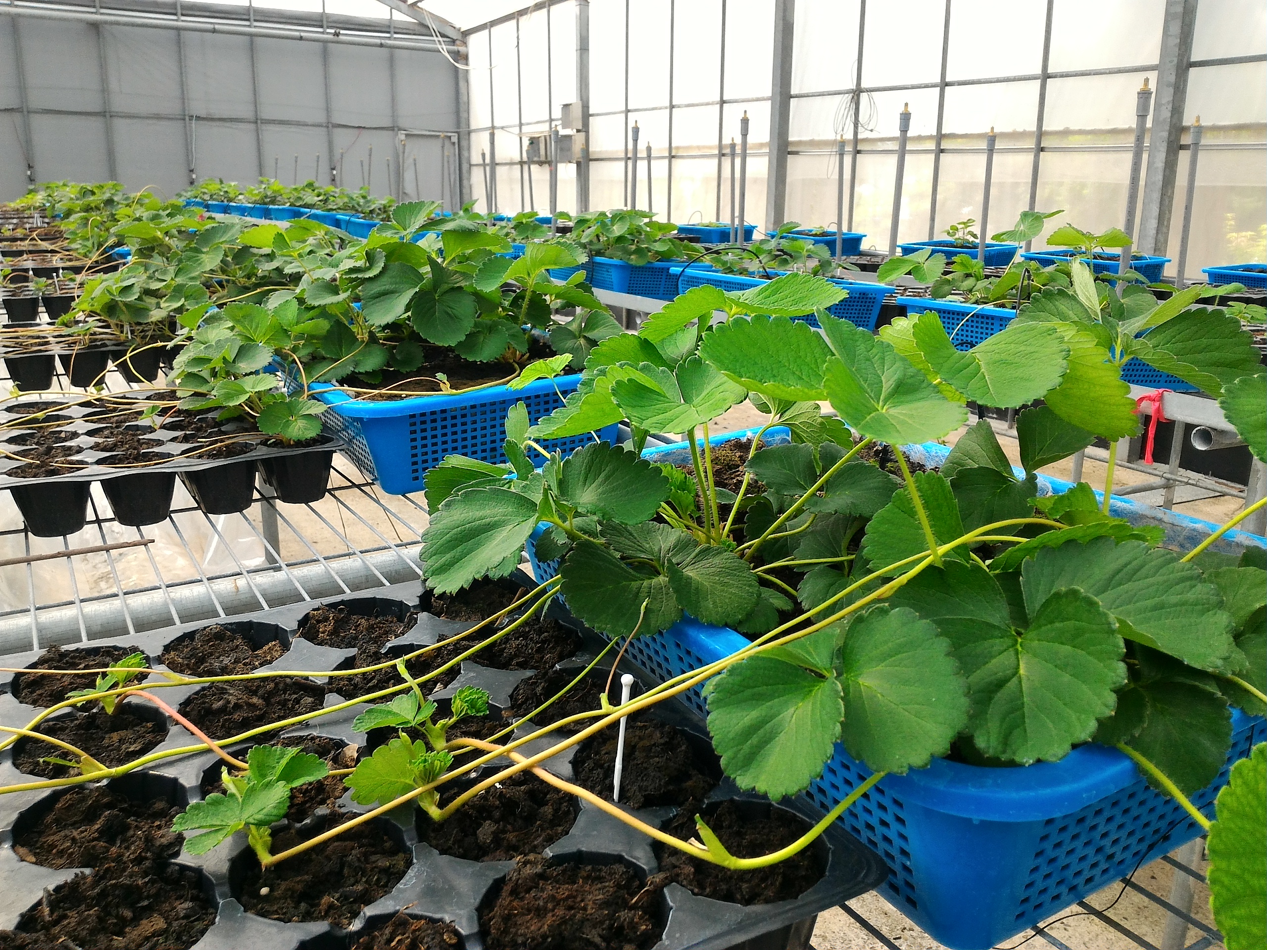 圖二_高效隔離環境整合管理技術降低種苗炭疽病發生率並提升種苗繁殖率