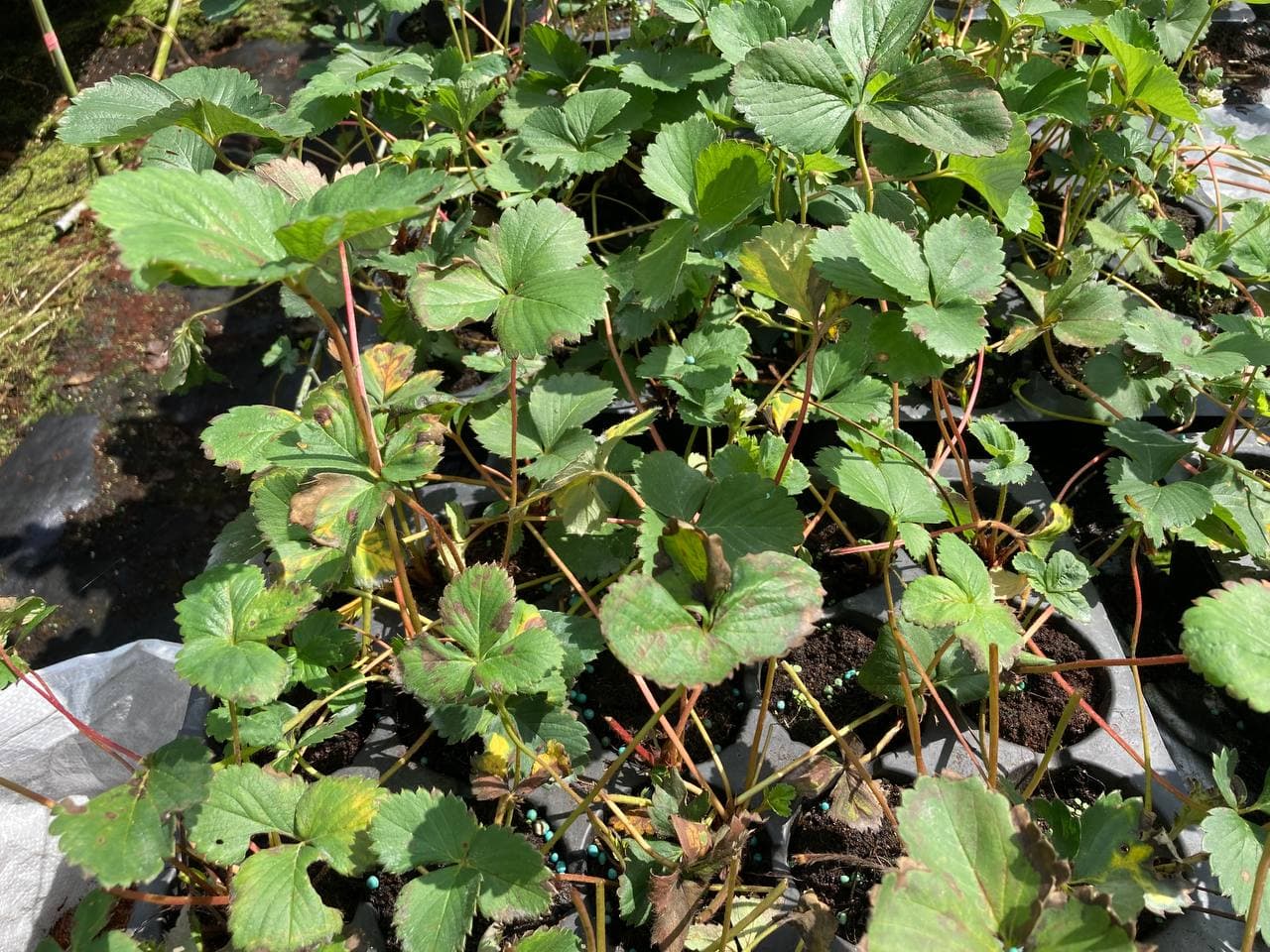 圖一_露天育苗環境造成種苗罹病情況嚴重