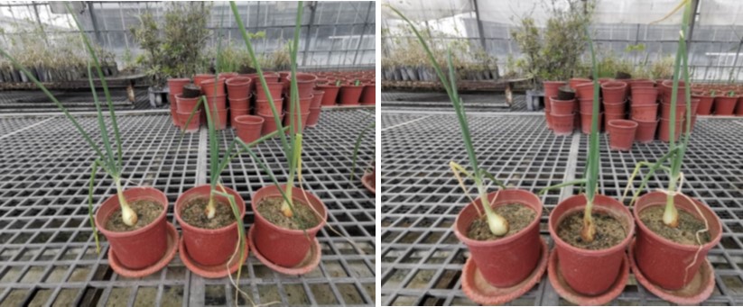 圖3. 砂土土壤水分含量於5.9%(左)及4.5%(右)洋蔥植株外觀變化情形