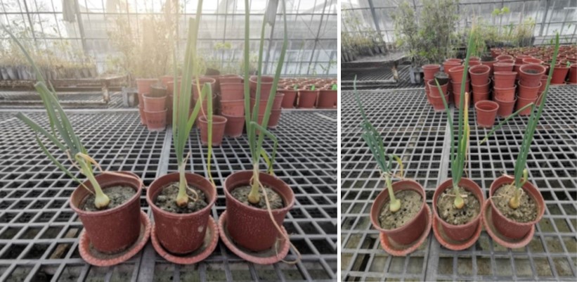 圖1. 砂壤土土壤水分含量於14.6%(左)與12.5%(右)洋蔥植株外觀變化情形