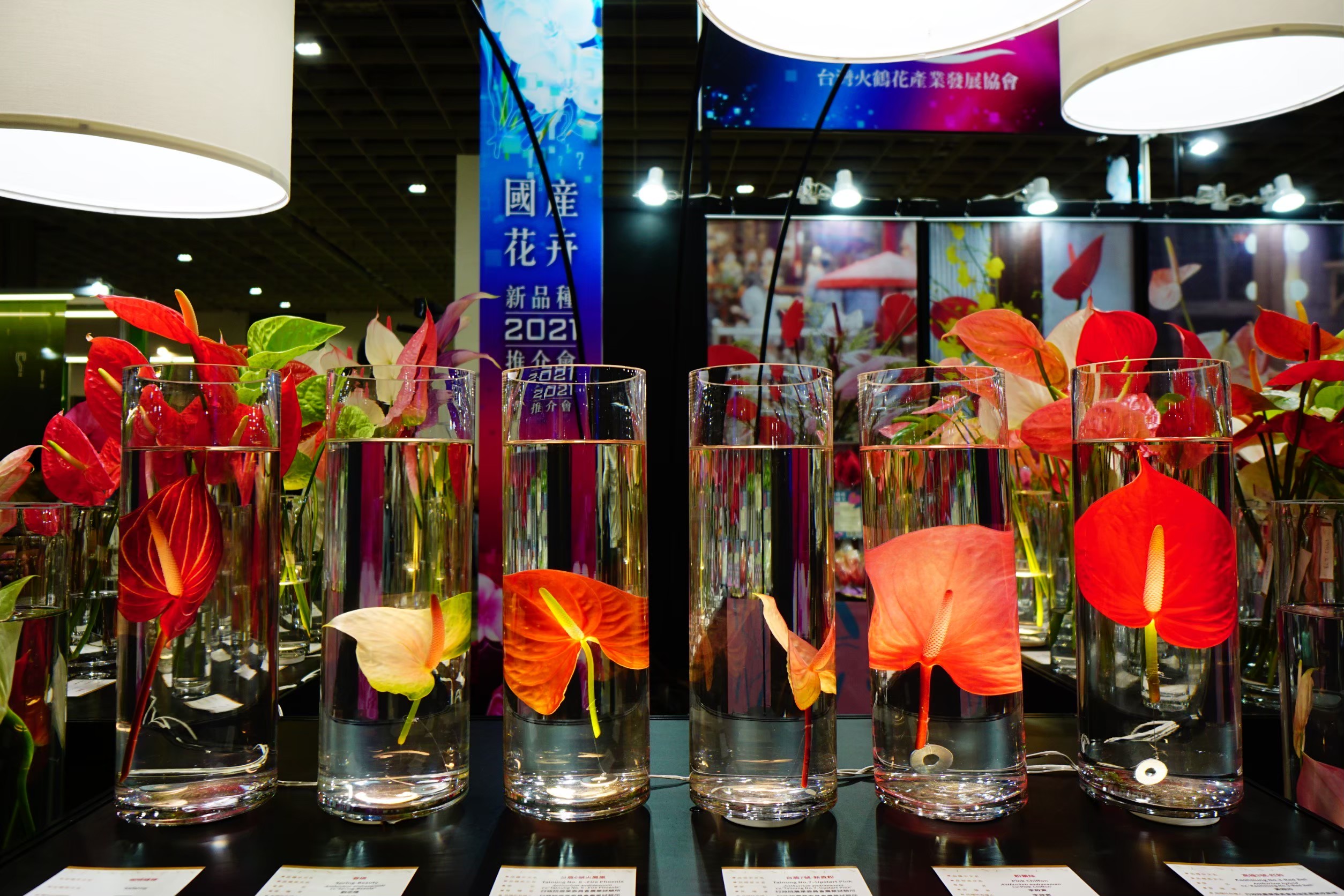 圖2、將臺灣花卉品種-火鶴花，透過不同的議題及創意美感呈現，演繹其獨樹一格的艷麗特性。(圖片來源：潘永祥)