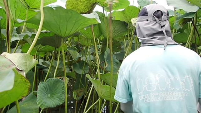 Figure 1. A lotus field: After the leaf stage, lotus leaves exceed human height