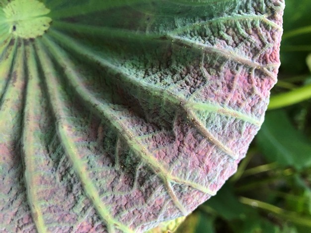 Figure 2. Damage caused by Scirtothrips dorsalis Hood (commonly knowns  as “chilli thrips”), resulting in leaf curling