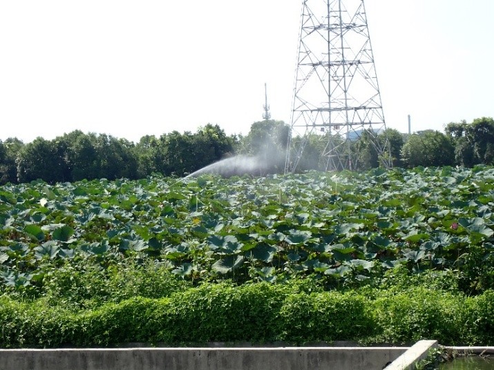 Figure 4. Manual hose spraying operation in the field