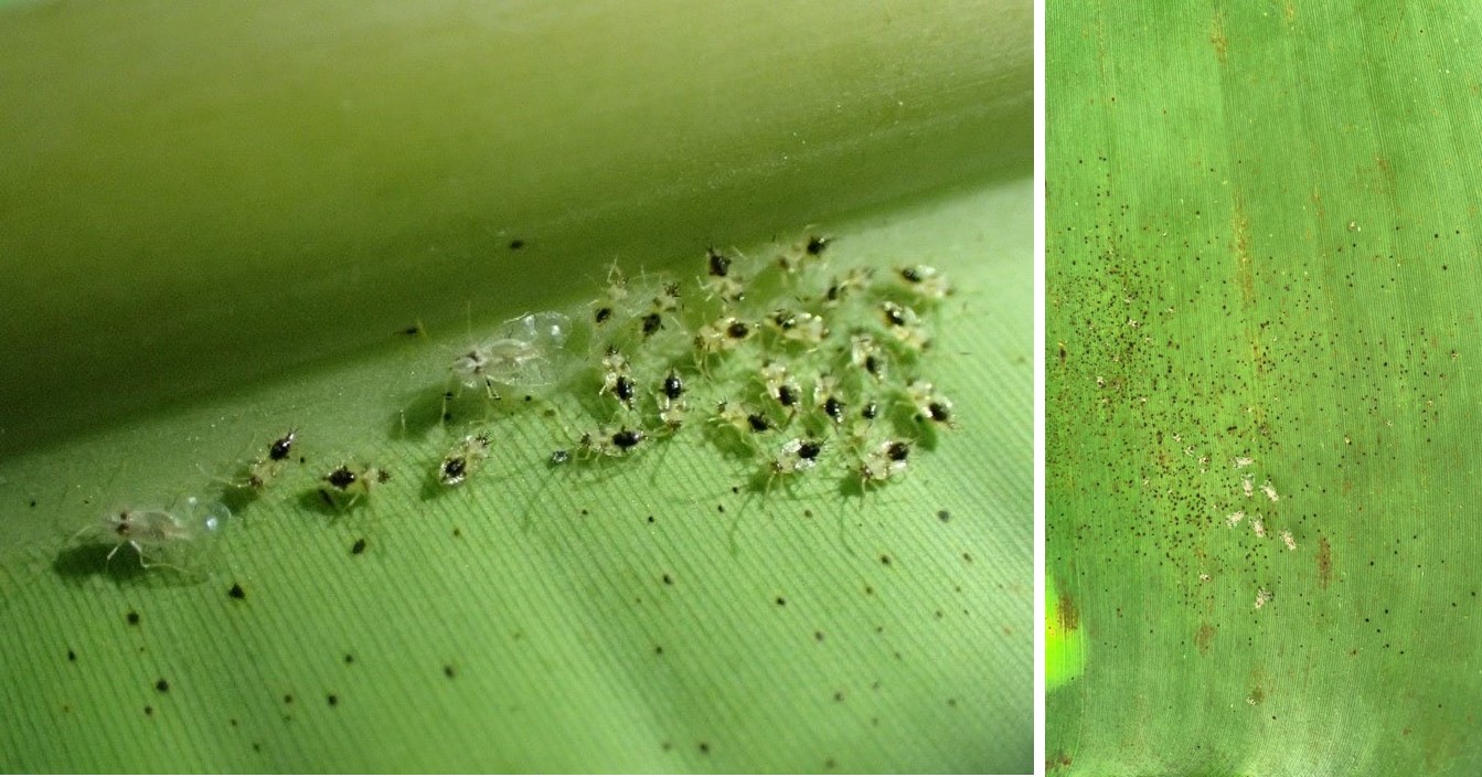 Figure 3. Nymphs and adult pests cluster on the underside of banana leaves (left), leading to leaf contamination (right).