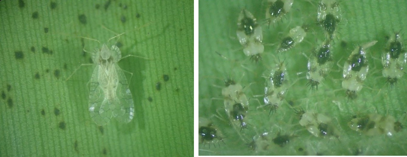 Figure 5. Adult (left) and nymph (right) stages of banana lacebug